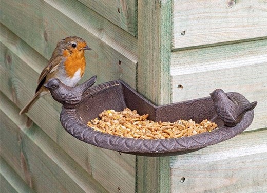 Bird care & wildlife