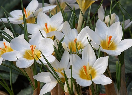 Crocus bulbs