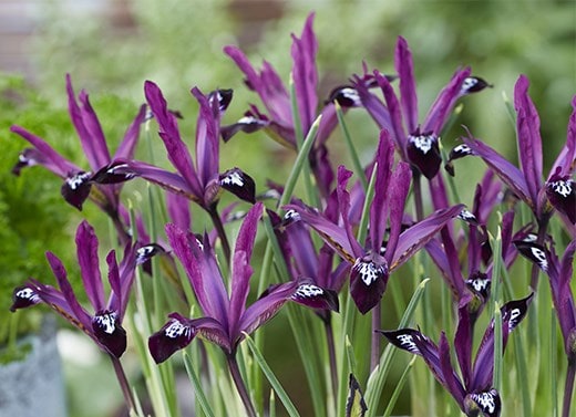 Iris bulbs