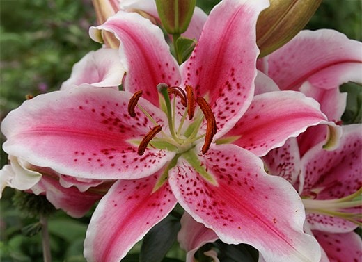 Lily bulbs