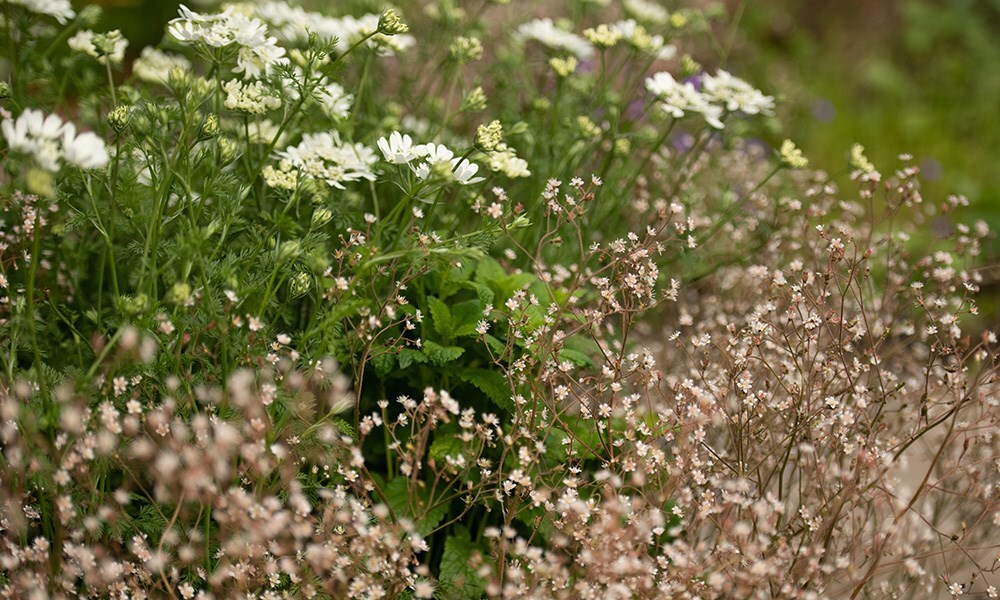 Orlaya grandiflora and Saxifraga x urbium are two of the more traditional plants that you would expect to find in a garden.