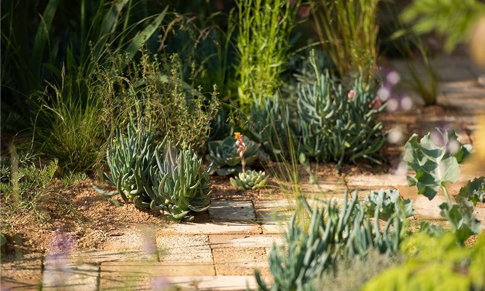 Succulents are dotted throughout the garden, particularly around the paths to soften and add interest to the edges.