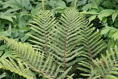 Ferns & grasses