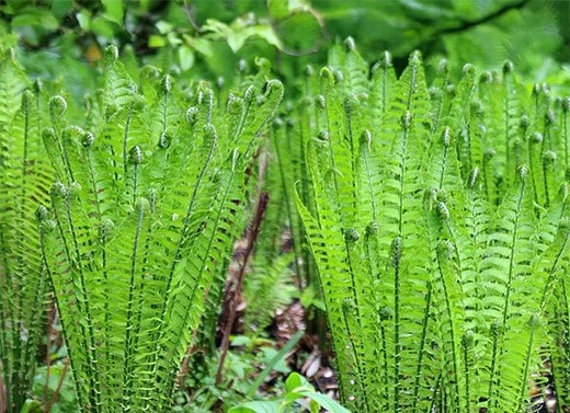 Ferns & grasses