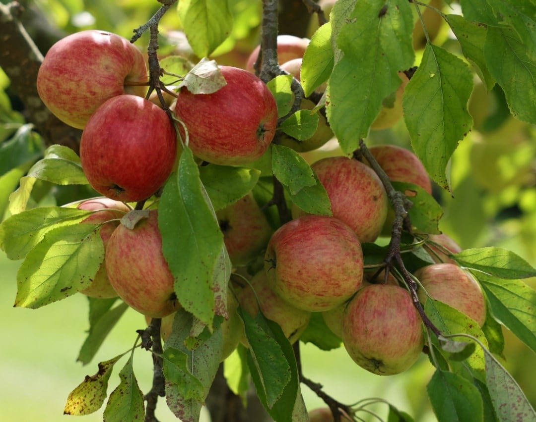 How to choose the right fruit tree