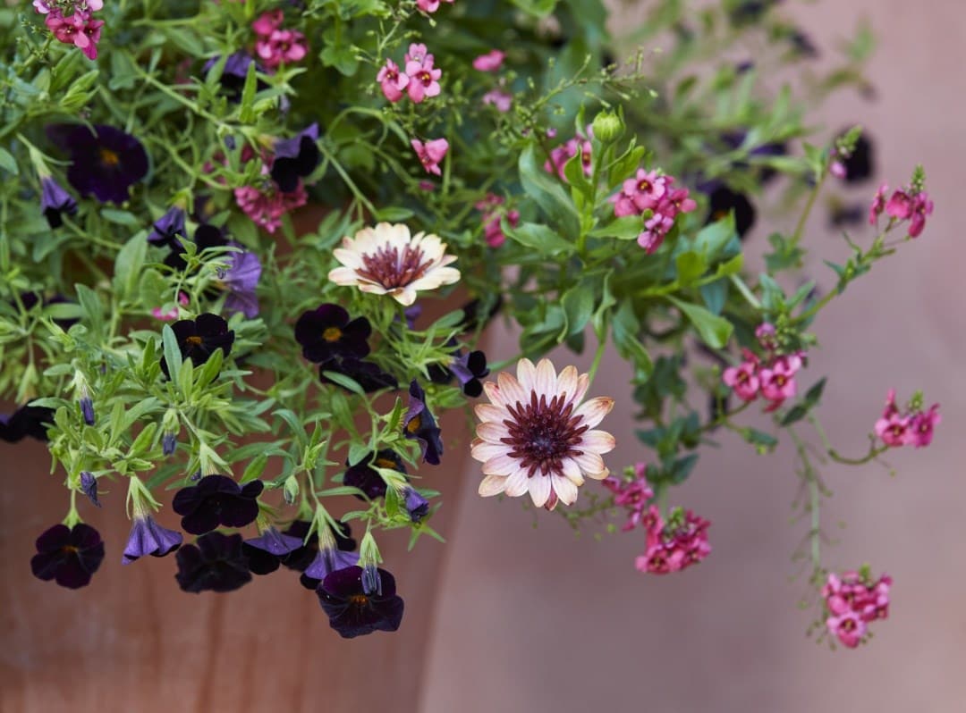 A guide to our bedding & container plants