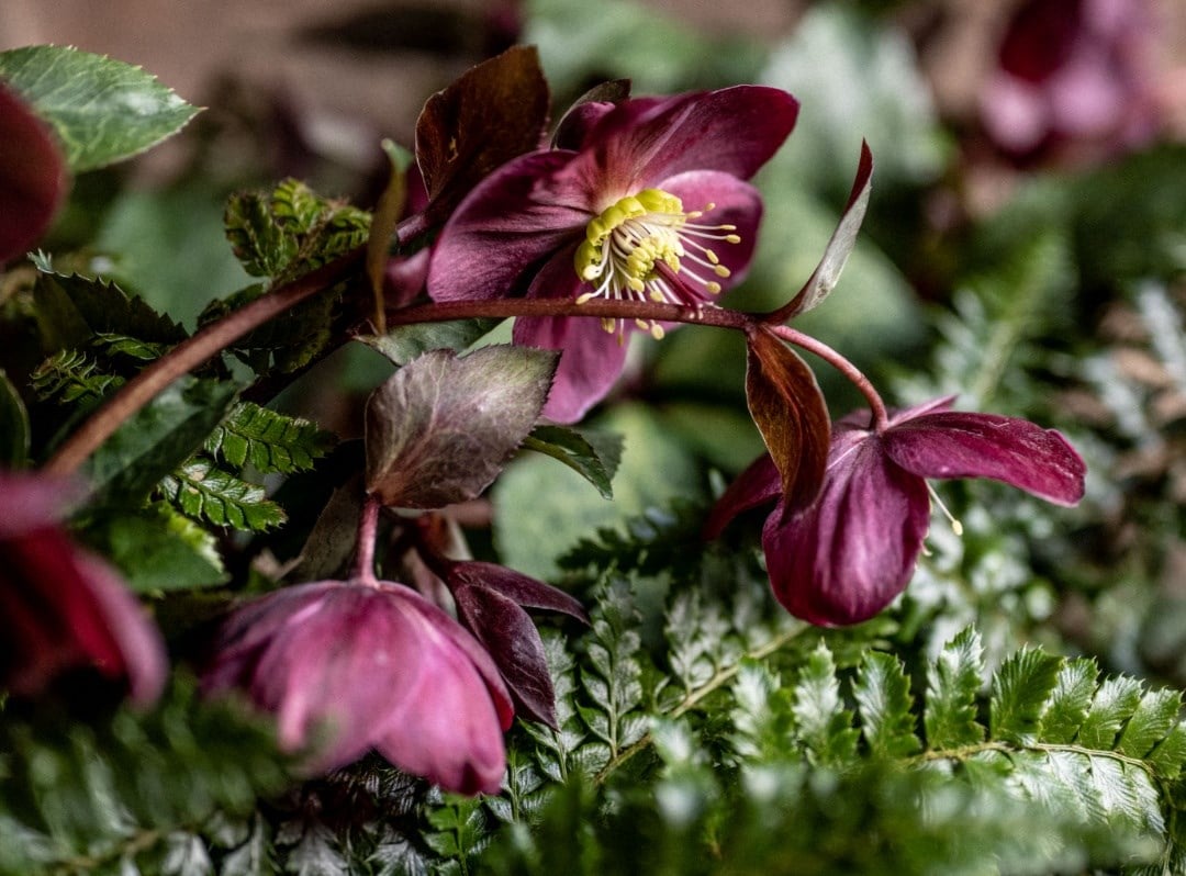 Heavenly hellebores, a planting guide