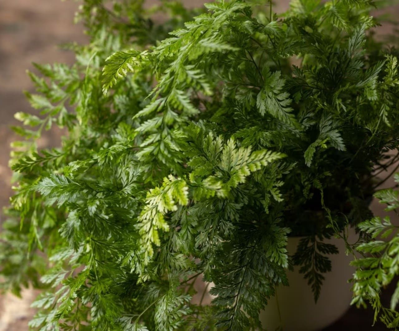 12 indoor ferns to grow in your home