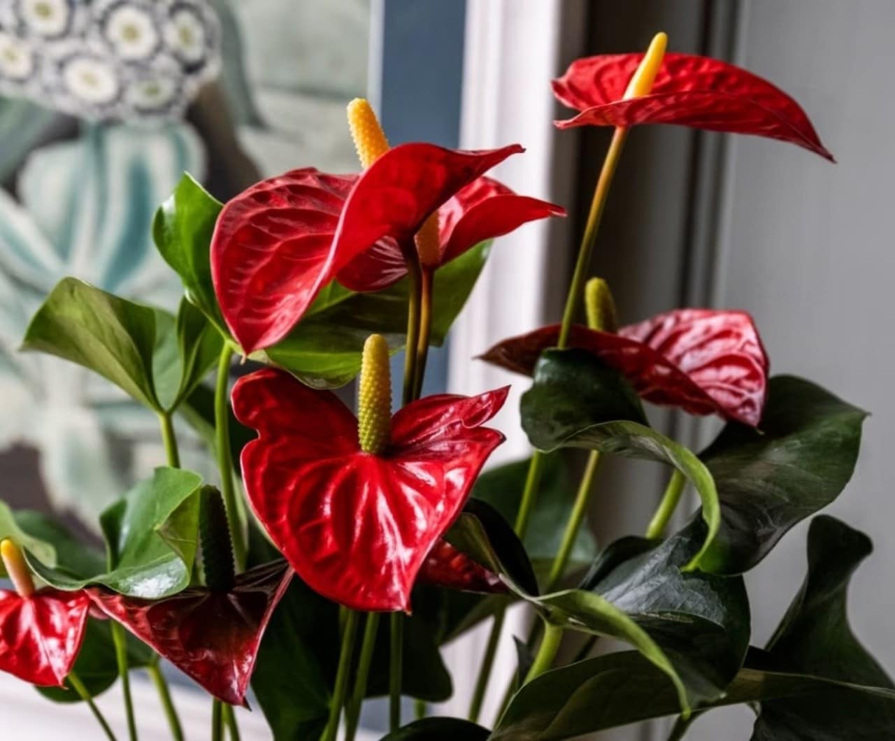 Care tips for indoor plants