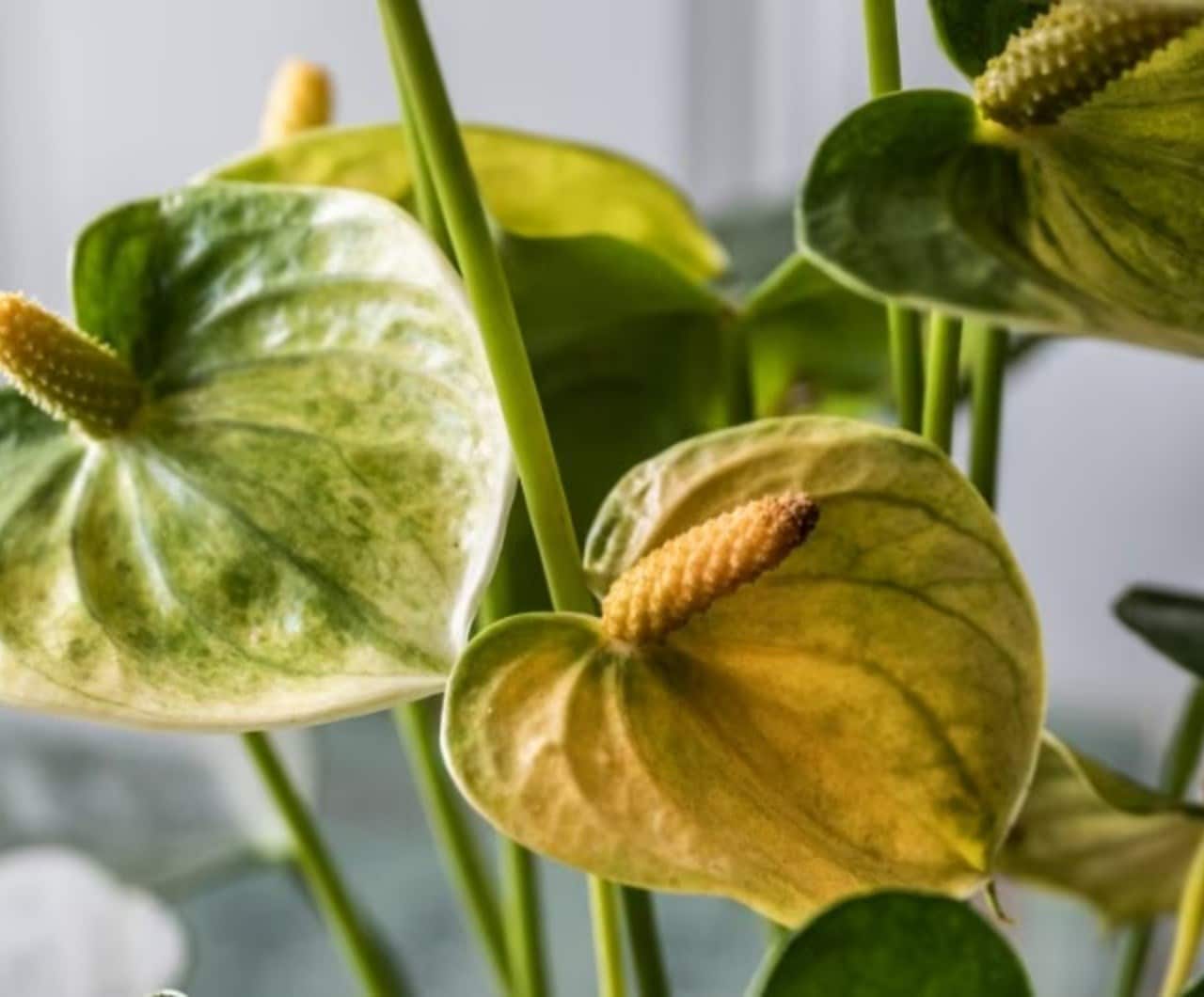 Easy care flowering houseplants for every home