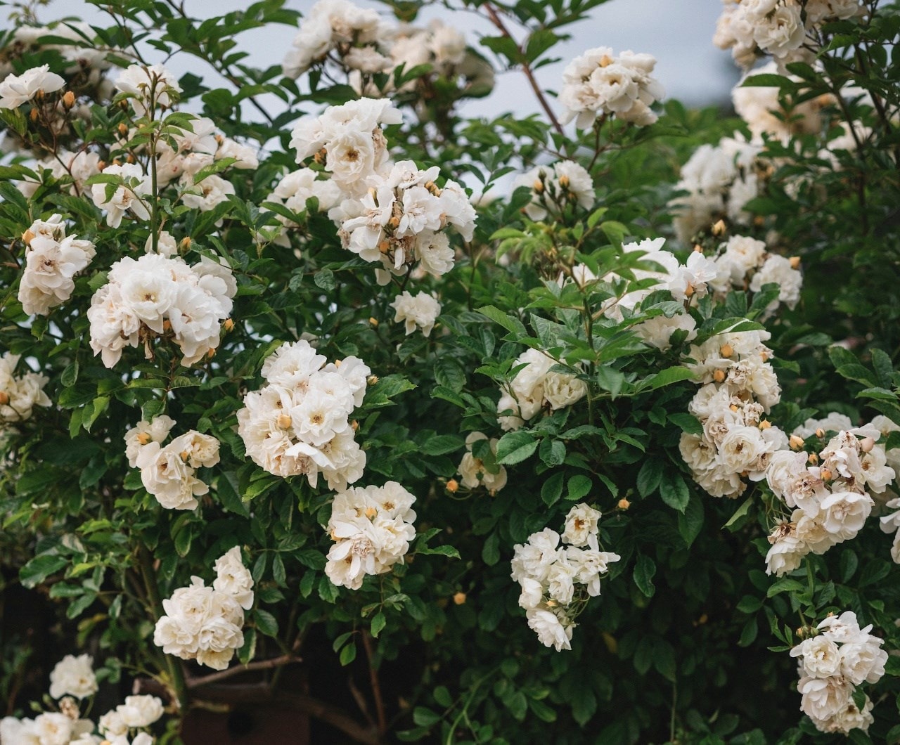 A guide to climbing roses