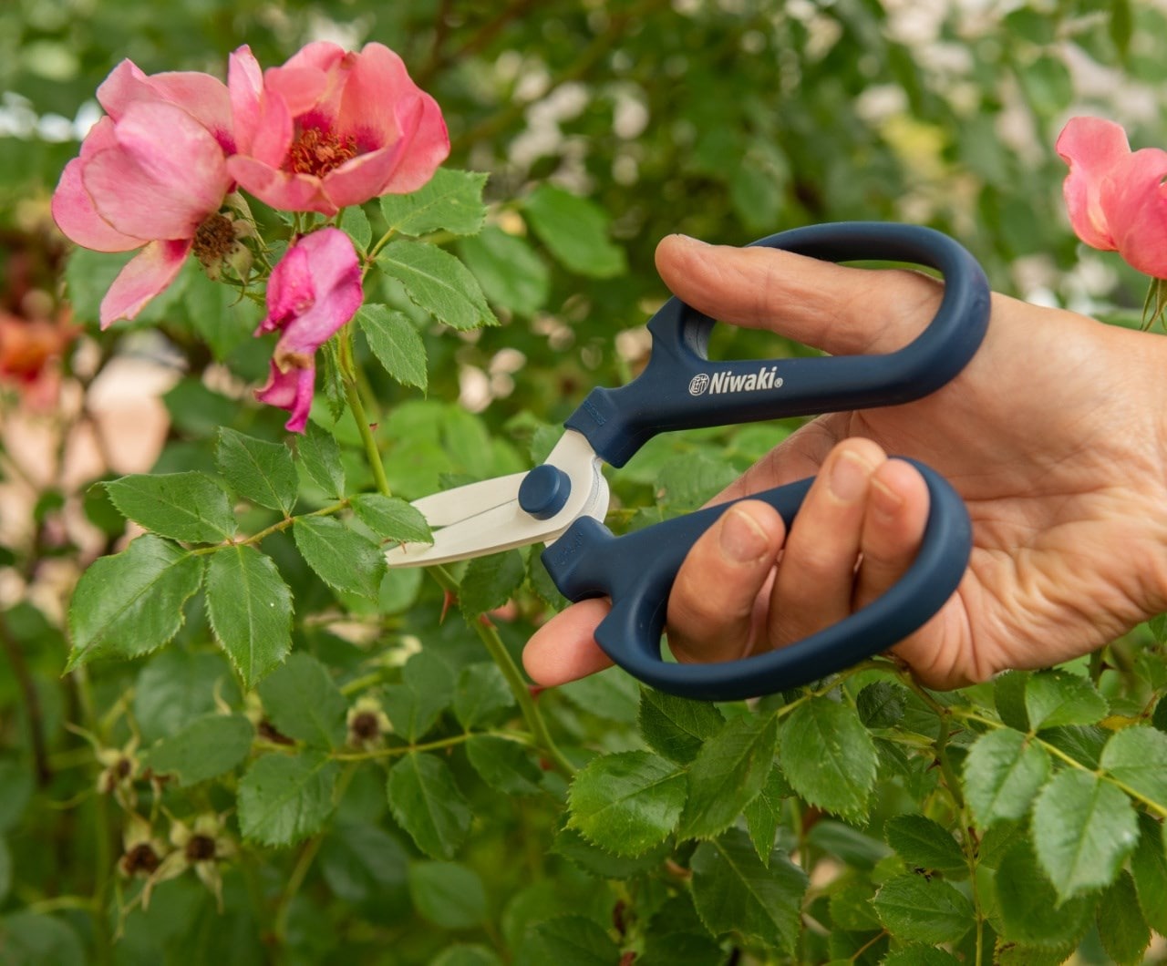 When to prune roses