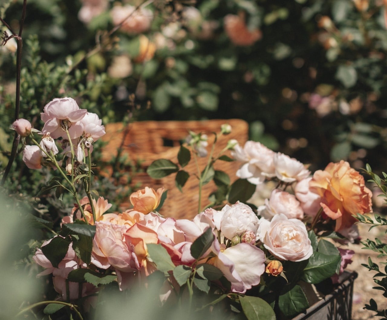 The best scented roses