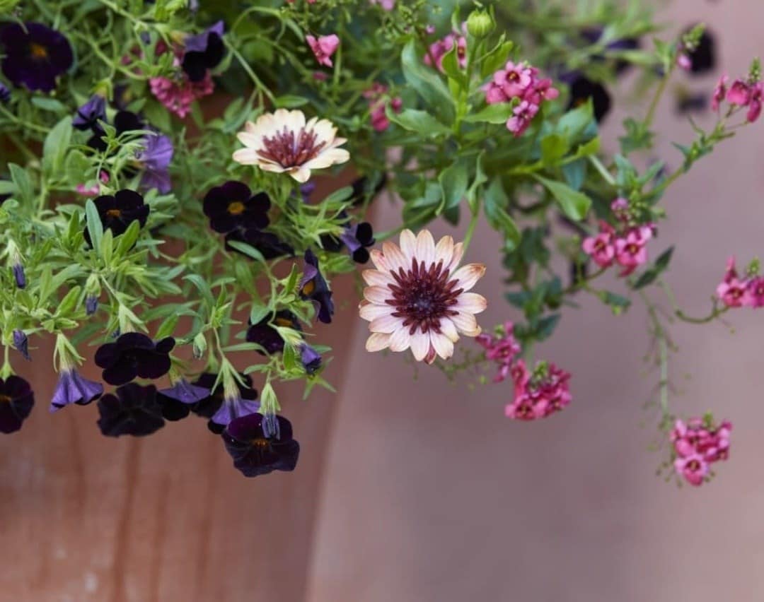 Winter-hardy bedding