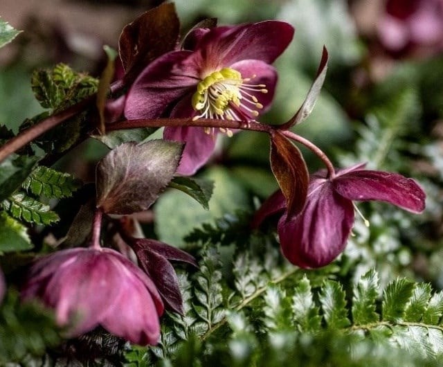 Heavenly hellebores