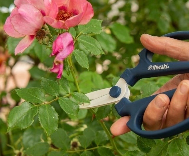 A guide on when to prune roses