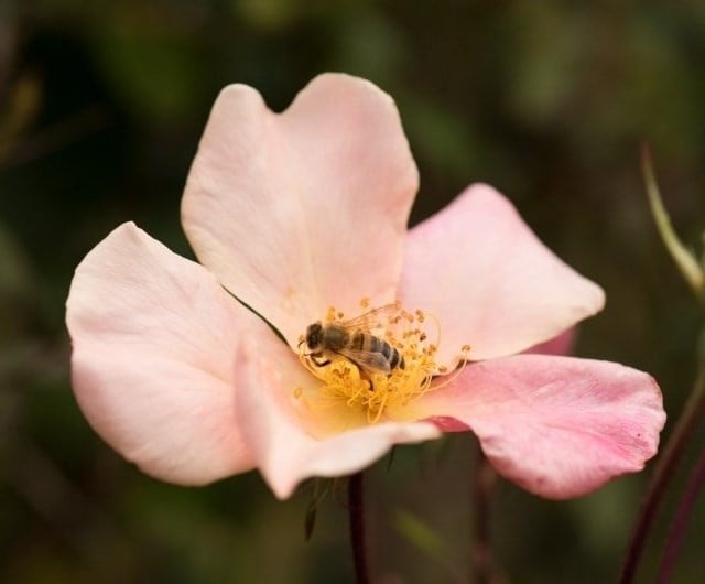 The best roses for poor soil