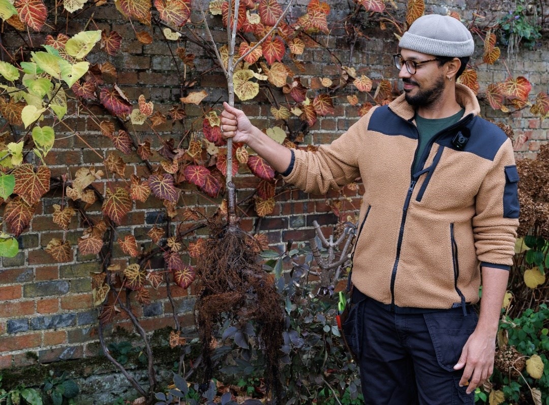 The head gardener’s plant of the month: Bare root