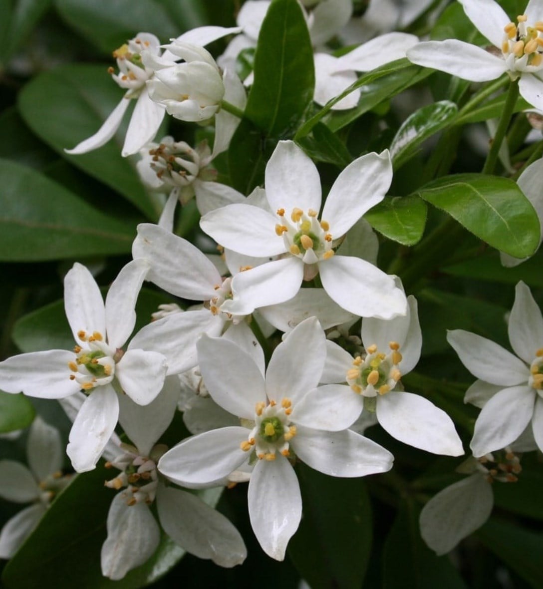 Winter interest plants