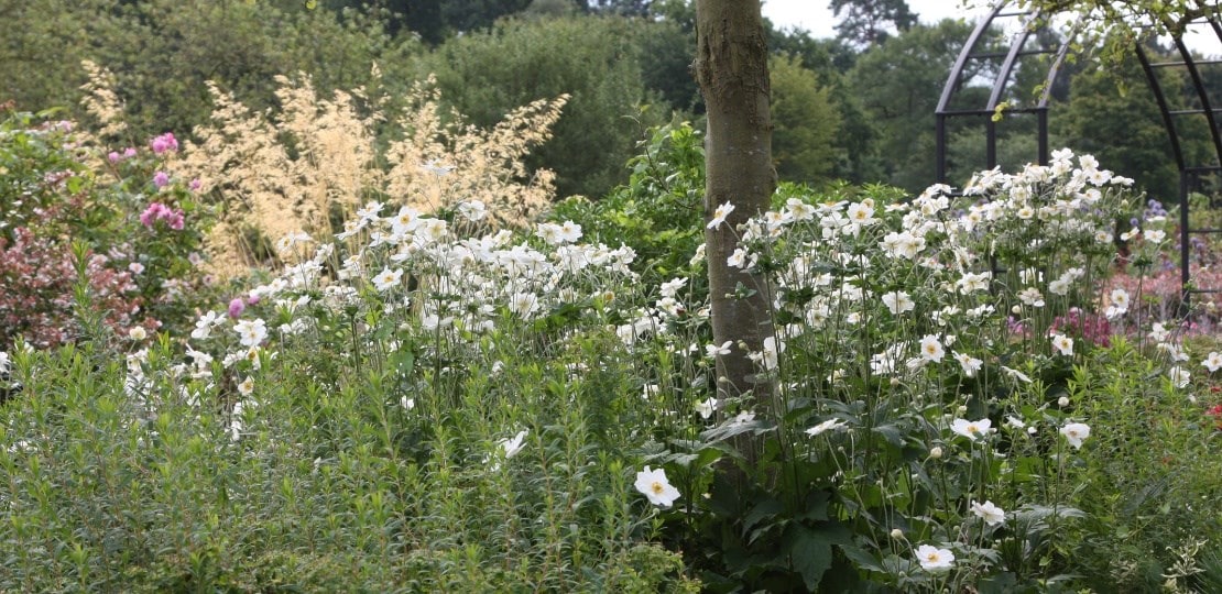 ashley_anemone_planting