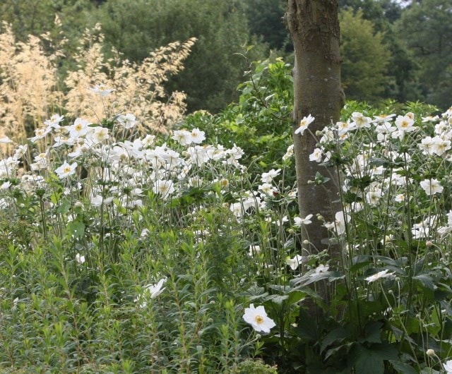 ashley_anemone_planting