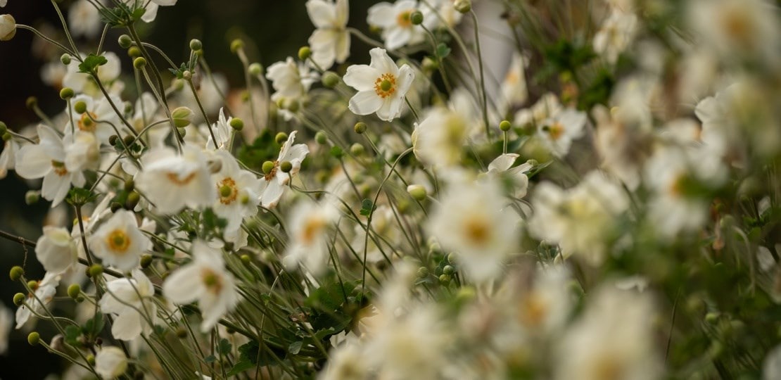 ashley_anemone_varieties