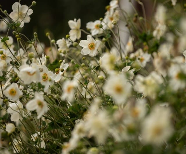 ashley_anemone_varieties