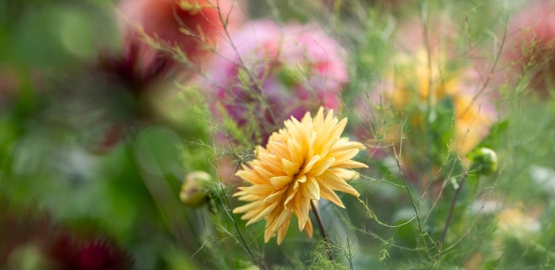ashley_dahlias