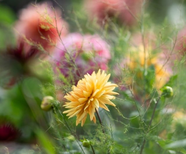 ashley_dahlias