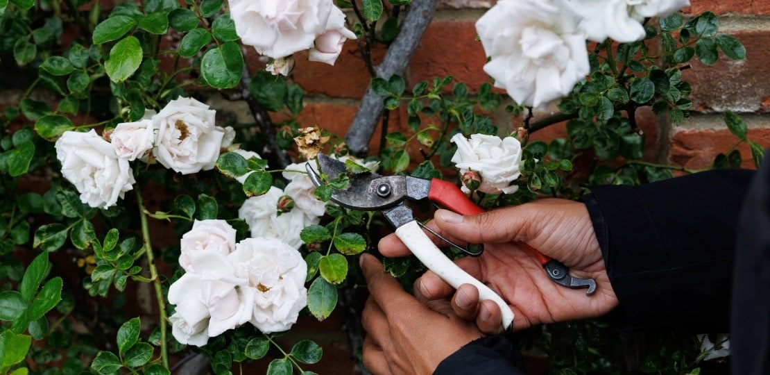 Deadheading