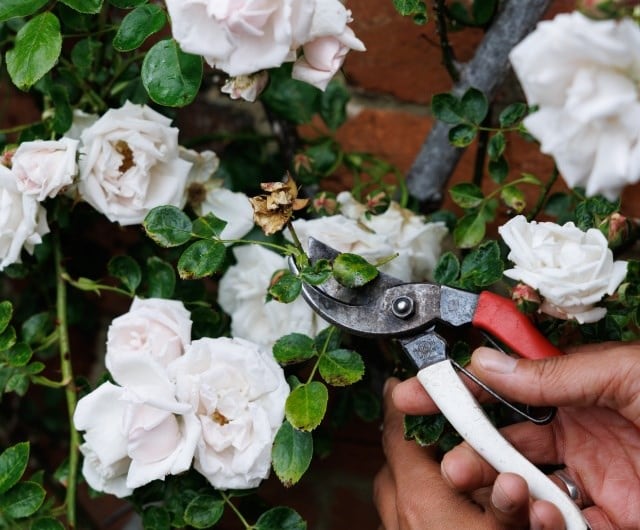 Deadheading