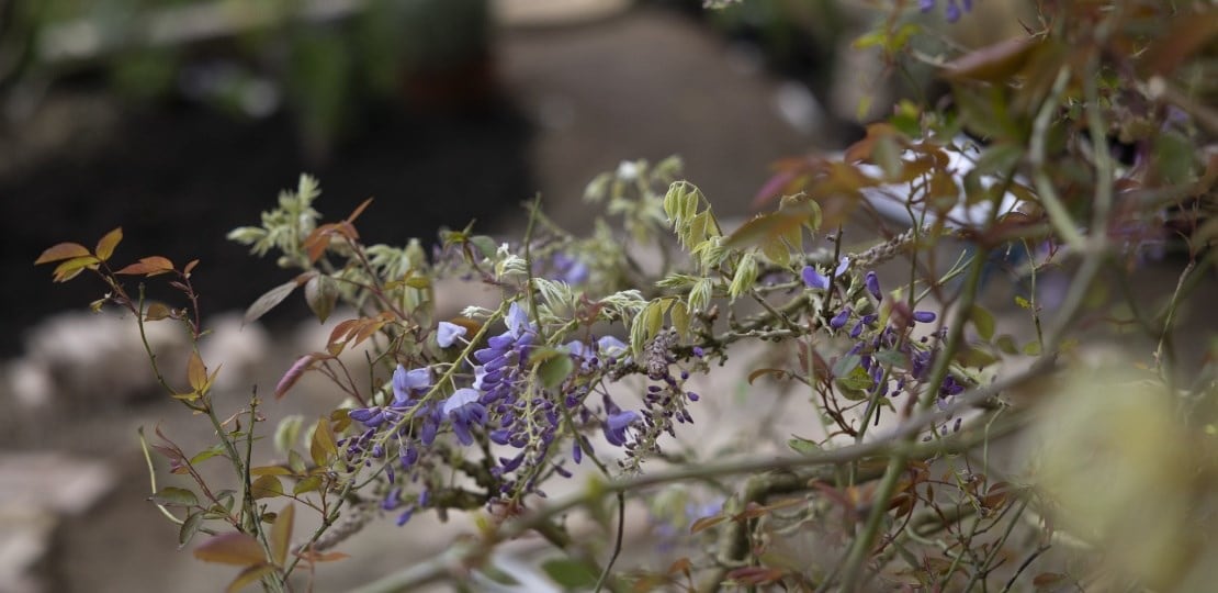 Pruning Established Wisteria