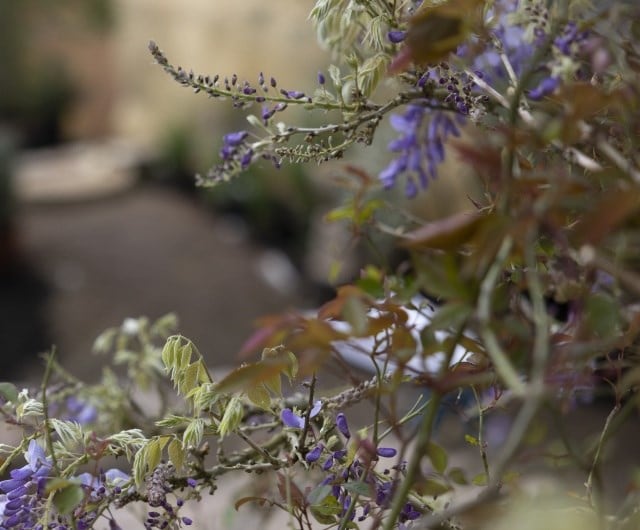 Pruning Established Wisteria