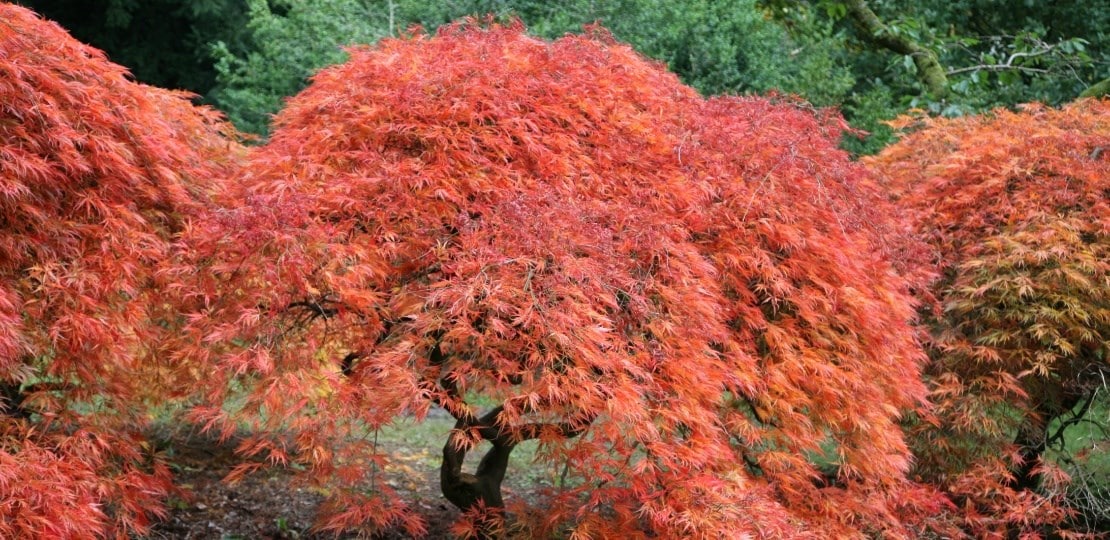ashley_trees_maple