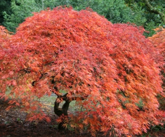 ashley_trees_maple