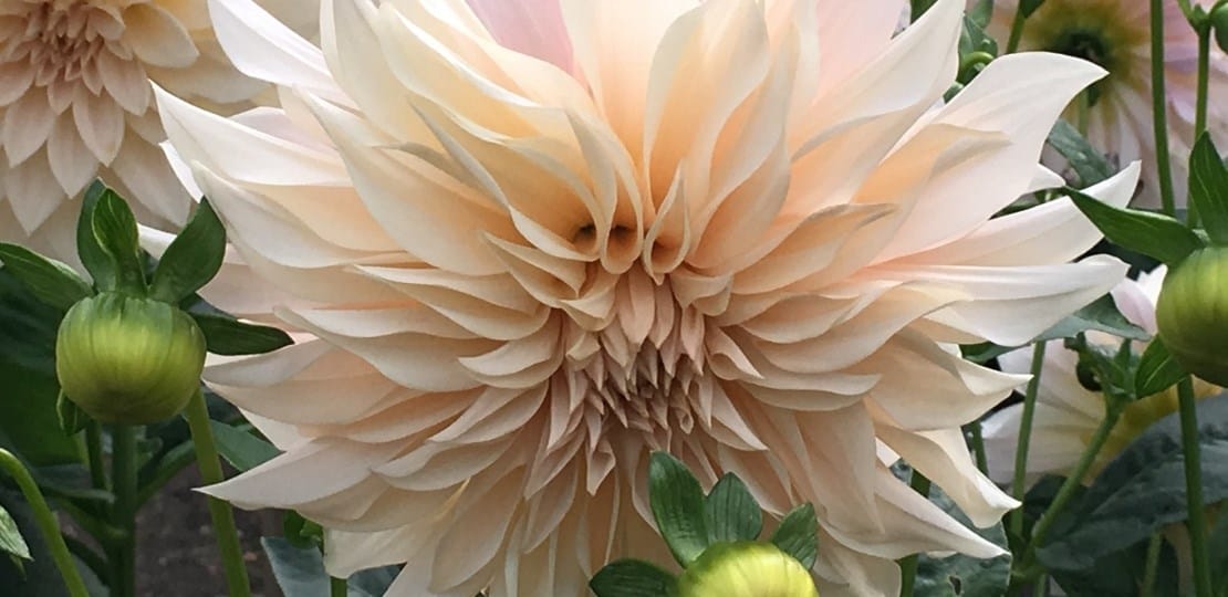 top dahlias for beginner gardens