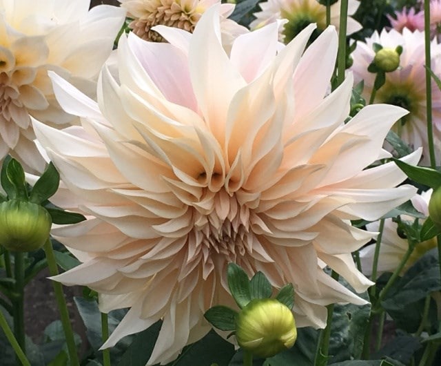 top dahlias for beginner gardens