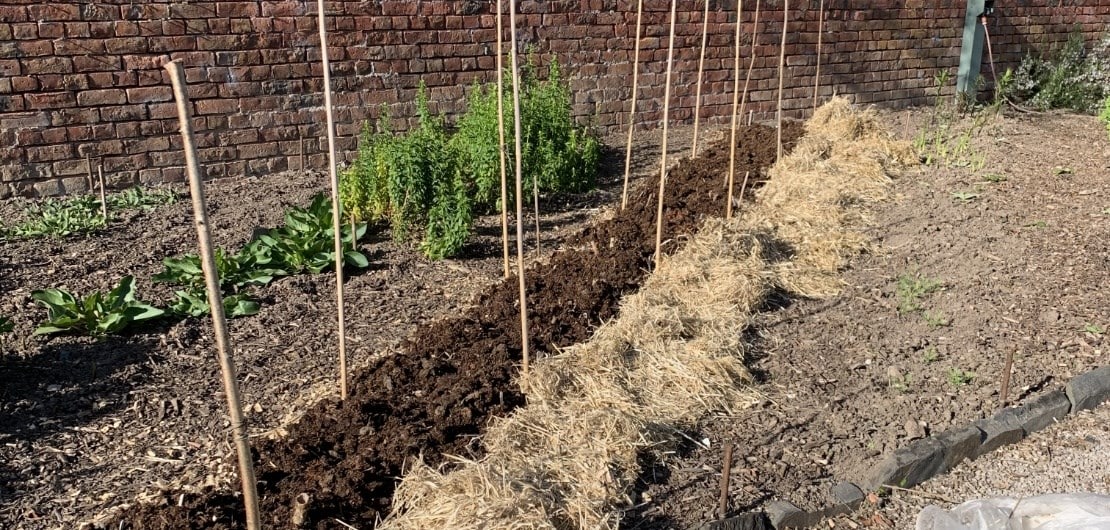 how to overwinter dahlias to keep them alive