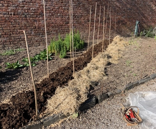 how to overwinter dahlias to keep them alive