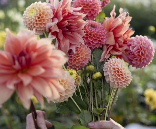 how to grow dahlias in the uk