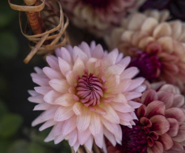 How to plant dahlia tubers in the ground