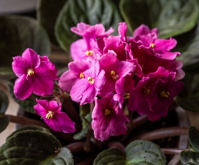 easy to care for african violets, year round flowering houseplant