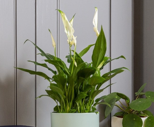 air cleaning houseplant peace lilies that are easy to care for indoor plants