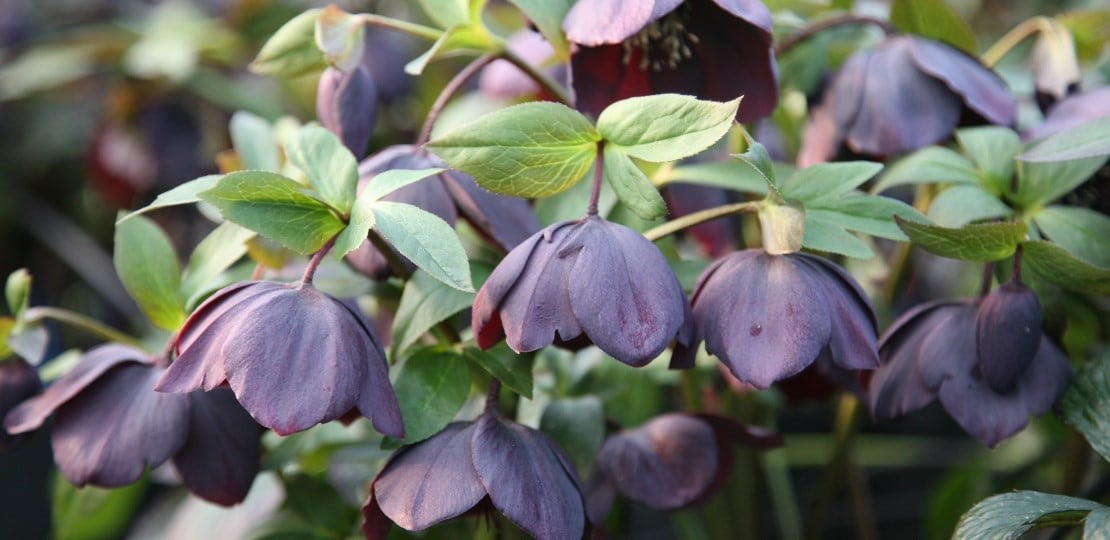 Which hellebores should I choose?