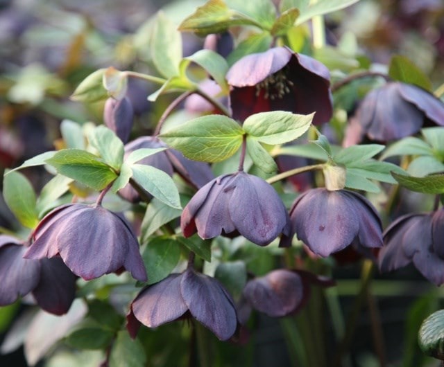 Which hellebores should I choose?