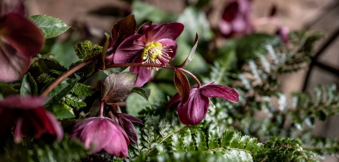 Where to grow hellebores