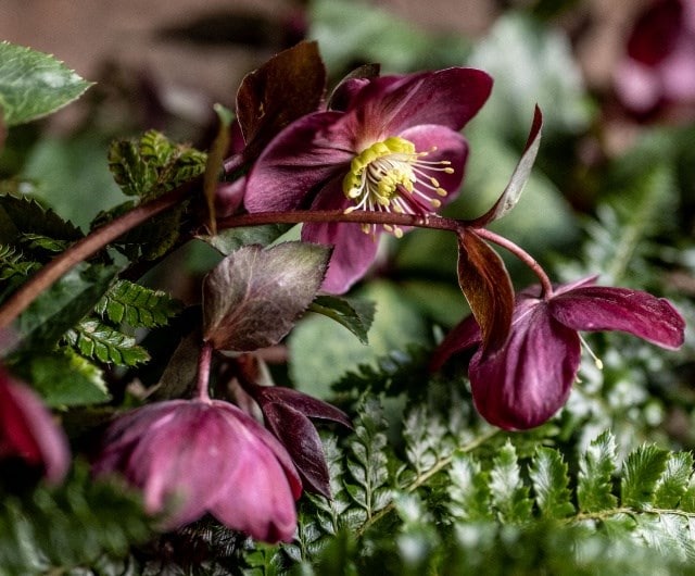 Where to grow hellebores
