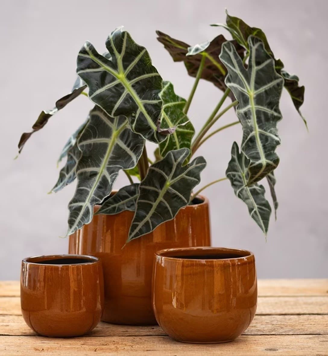 Discover our new indoor pots