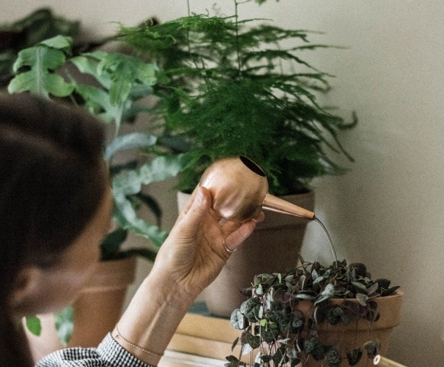 how to care for your indoor fern plants