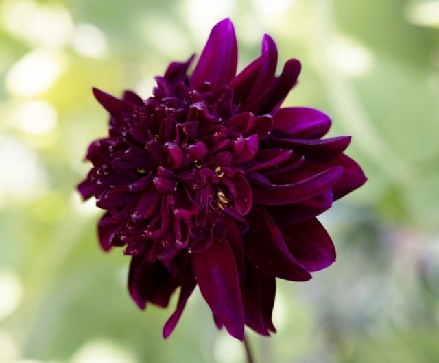 anemone dahlias for your garden, buy anemone dahlias